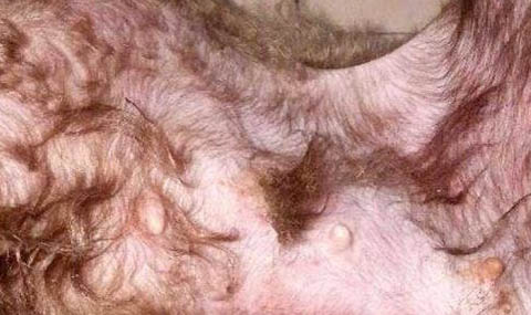 狗狗翻腸子多久能好？