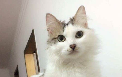 蘭花葉子對貓咪有毒嗎