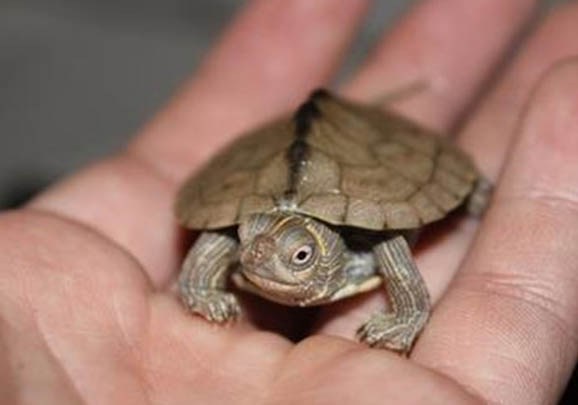 地圖龜需要曬背嗎