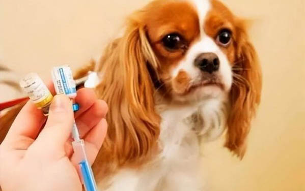 幼狗有沒有感冒拉稀怎樣看啊