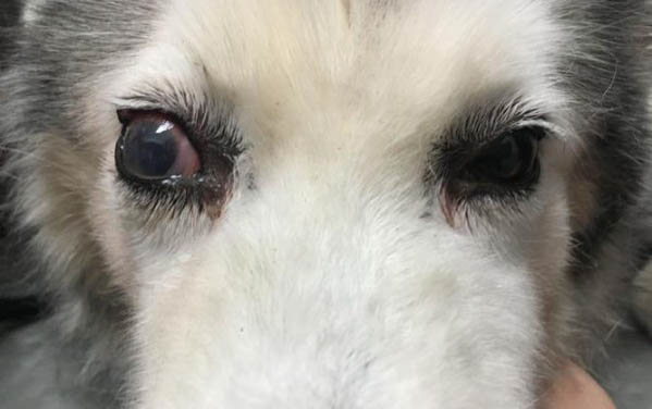 十大最可愛的狗，世界上最萌的狗排名？