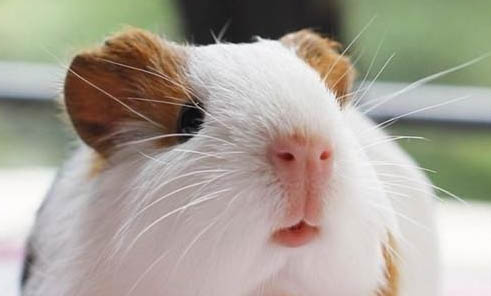 荷蘭鳳凰魚壽命多久