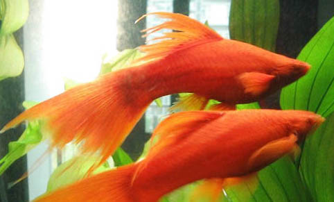 孔雀魚多大可以繁殖?