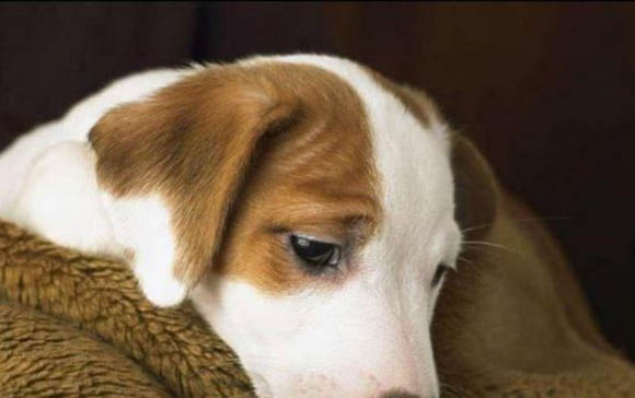 如何判斷幼犬是否健康