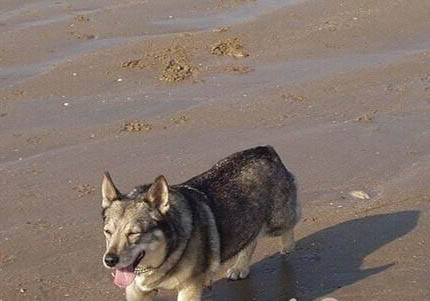 柯基犬可以爬樓梯嗎