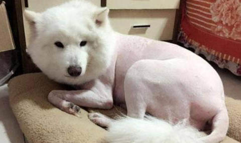 狗狗身上有蜱蟲該怎么辦?