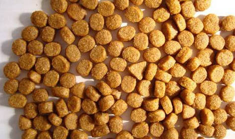 怎么判斷狗狗是否懷孕?