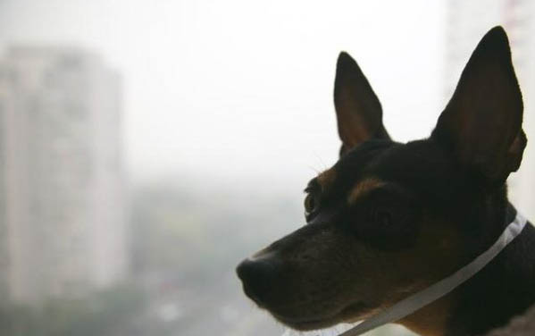 狗狗鼻頭干是病了嗎