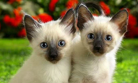 什么品種貓適合家養