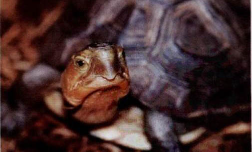 寵物龜肌肉注射注意事項