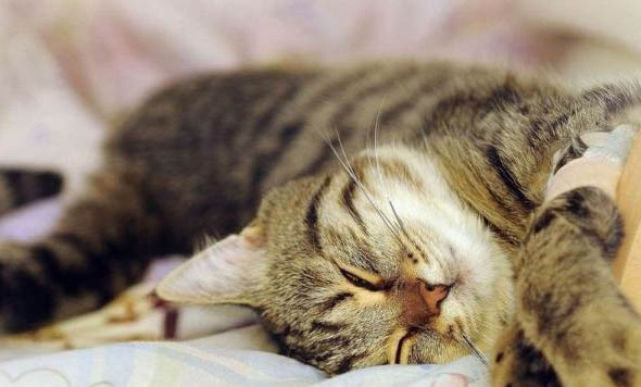 虎斑貓什么品種好養