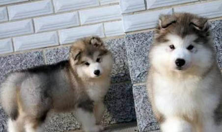 阿拉斯加犬飼養方法