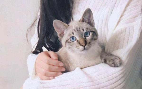 蚊子會叮貓咪嗎