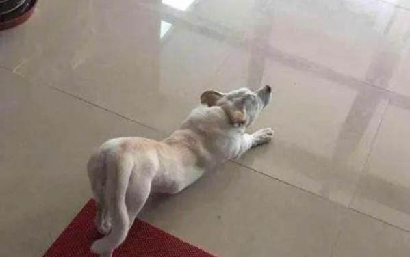小狗能吃芒果嗎