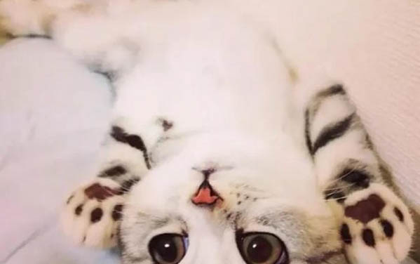 貓不吃東西只喝水