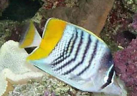 怪蝴蝶魚的飼養環境