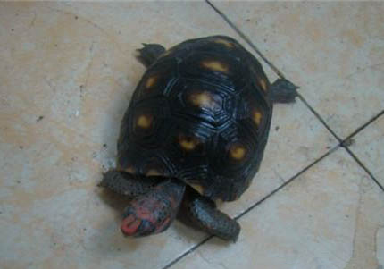 紅腿陸龜好養嗎