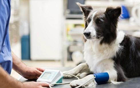 博美犬哪里有賣