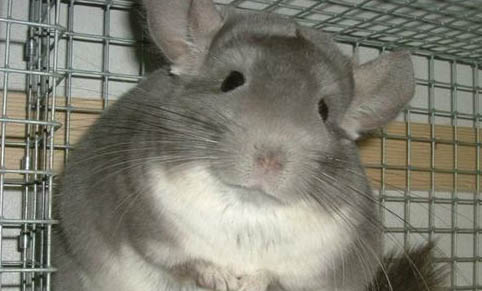 兩只龍貓能一起養嗎