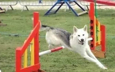 德牧和哈士奇哪個好