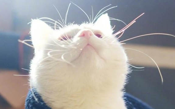 小貓體內(nèi)有寄生蟲有哪些表現(xiàn)