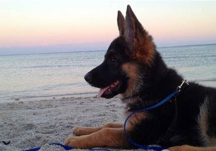 德國牧羊犬嘔吐不吃東西的原因及處理方法