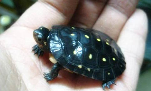 如何選擇寵物龜