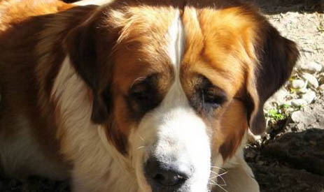 圣伯納犬為什么禁養(yǎng)