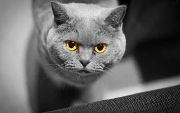 被2個(gè)月的小貓抓傷怎么辦