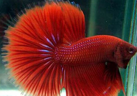 半月斗魚能和其他魚混養嗎