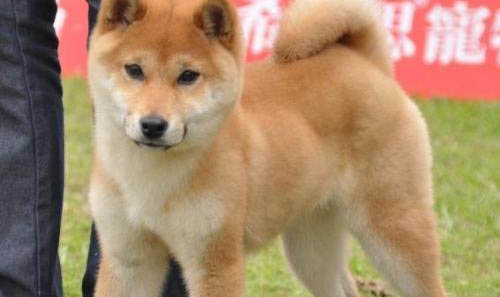 北京哪里有賣柴犬的