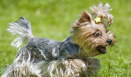 約克夏認主人的表現是什么?