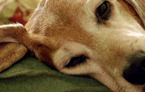 狗狗患肛門腺炎,怎么治療