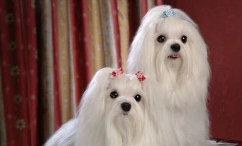 狗狗一般多久才能適應新家