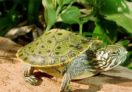 甜甜圈龜和黃耳龜區別