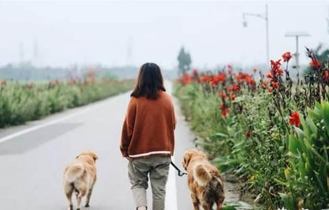 狗打三針以后還可以遛狗嗎?
