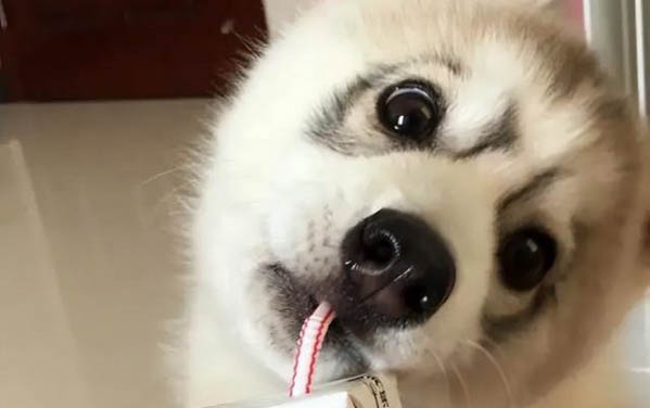 小狗吃了雞骨頭后嘔吐不吃飯怎么辦