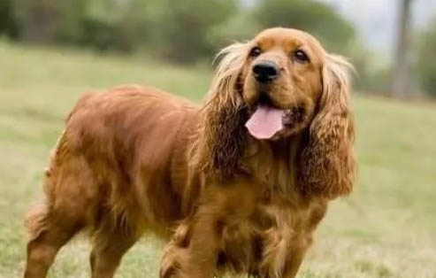 美國可卡犬鼻子出血的原因及處理方法