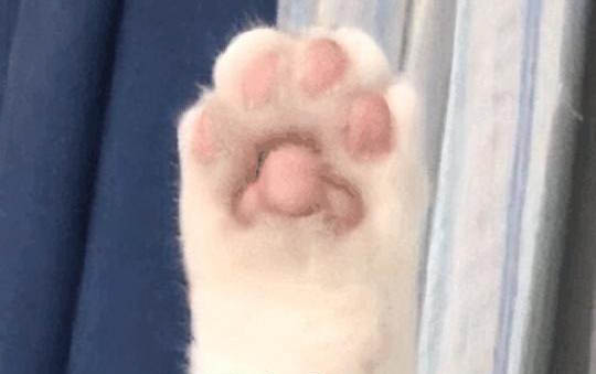 貓咪晚上不睡覺亂竄的原因