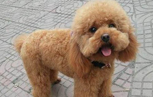 泰迪犬缺鈣會有哪些癥狀？