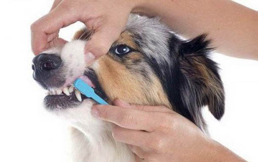 狗狗疫苗哪個牌子的好