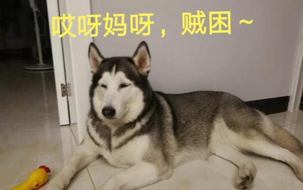 兩個月大的小狗感冒咳嗽，拉稀該怎么辦啊？