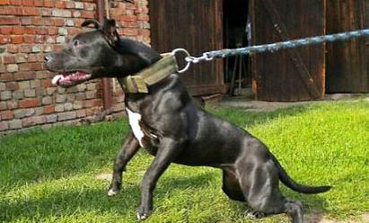 如何訓練比特犬叼東西