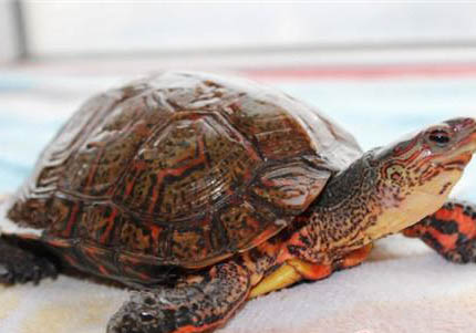 木紋龜能長多大