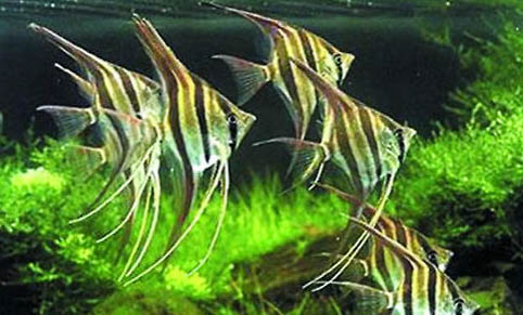 埃及神仙魚和秘魯神仙魚有什么區別