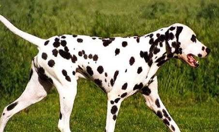 斑點(diǎn)狗純不純看哪里