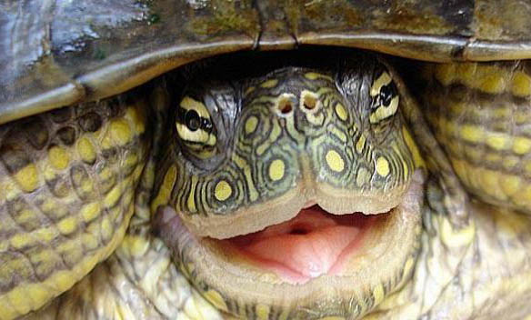 寵物龜的選擇品種及技巧有哪些