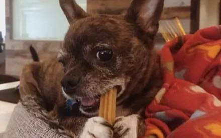 小狗得了犬瘟傳染人嗎