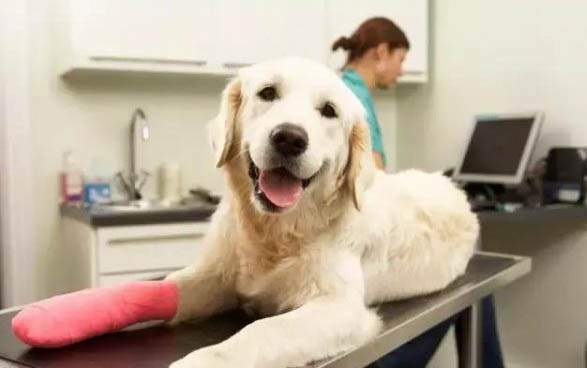 狗會假懷孕嗎