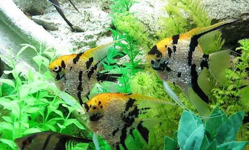 泡沫箱養魚之前要怎么處理